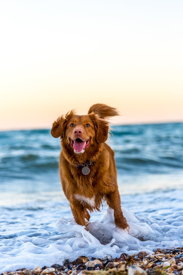 Dog Sports course