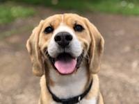 Dave
