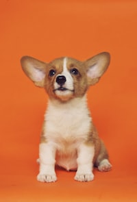 Charlie