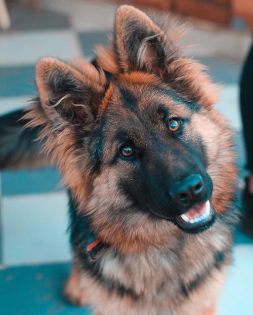 Max