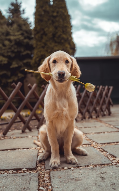 Milo