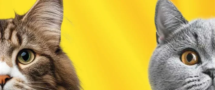Ekspo Kucing 2026 (Asia Cat Expo)
