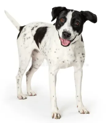 Very friendly, timid at 1st but she knows you, she is a happy girl.