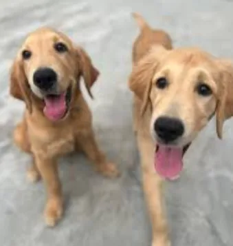 Our two Golden Retrievers have gone missing. They are friendly and may approach people.
If youâ€™re around the Kajang â€“ Ta
