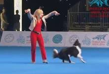 DWD follows FÃ©dÃ©ration Cynologique Internationale (FCO) and comes with 2 styles; Canine FreeStyle (FS) and Heelwork To M