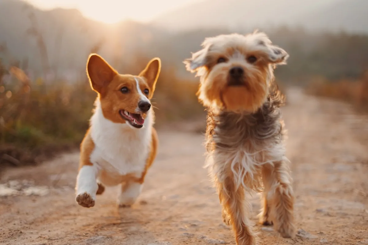 Where pets and owners grow together.